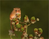 454 - HARVEST MOUSE ON BRAMBLE - CLIFFORD STEPHEN - united kingdom <div